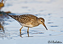 Calidris melanotos